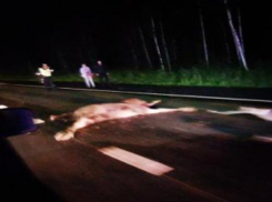 На Рассказовском шоссе произошло ДТП с животным