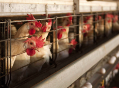 Тамбовские птицеводы, внимание! У соседей обнаружен птичий грипп