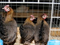 Куриная лапша, народные сувениры и птичий гороскоп: в Токаревке пройдет фестиваль агротуризма 