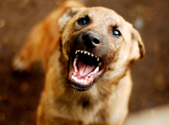 Прокуратура хочет взыскать с властей Мичуринского района компенсацию за укушенного собакой ребёнка