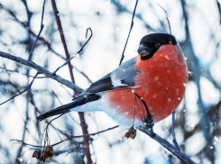 Луна и птицы подскажут сегодня погоду 