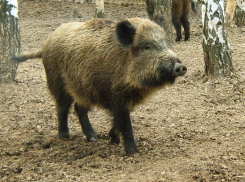Вниманию охотников: добыча копытных животных в области пойдет по новой системе квотирования 