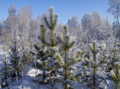 30 тысяч ёлок готовят для новогодних праздников в дома горожан 