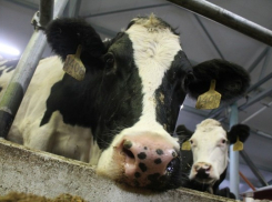 До чего дошел прогресс: коров на ферме в Никифоровском районе доят роботы. Буренкам нравится