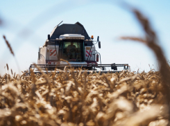 Больше 230 тысяч тонн зерна собрали тамбовские хлеборобы за выходные 