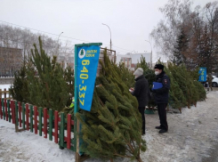 В Тамбове прошли рейды по нелегальным ёлочным базарам