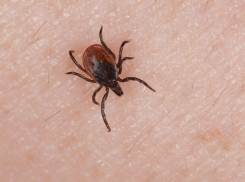 К началу лета уже 315 детей пострадали от укусов клещей в Тамбовской области