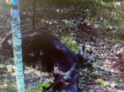 Лосиха стала жертвой ДТП в Рассказовском районе