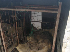 Из-за найденных трупов животных в Липецке собираются расторгнуть контракт с тамбовскими собаколовами