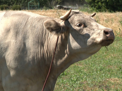 Быка, трех баранов и тёлку украли трое ночных «ковбоев» в Токаревском и Мордовском районах 