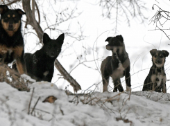 В Тамбовской области семилетнюю девочку покусали три бездомные собаки