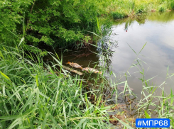 В пруду Гудня села Донское вновь сдохла рыба
