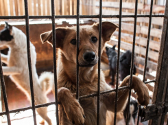 Тамбовские волонтёры и активисты передали лекарства и корм приютам для бездомных животных