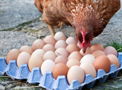 Инжавинскими яйцами и курами скоро смогут кормить арабских шейхов