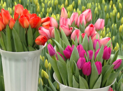 Полмиллиона тюльпанов вырастили в Тамбовской области к 8 марта