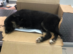 В Тамбове живодёра приговорили к исправительным работам