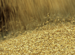 В индустриальном парке «Уварово» построят современнейший завод по переработке зерна на белковый концентрат