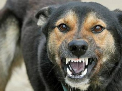 Эпидемия бешенства накрыла Тамбовщину 