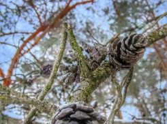 На праздничных февральских выходных в Тамбове ожидаются погодные качели