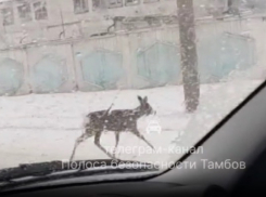 В Тамбов снова прибежала косуля