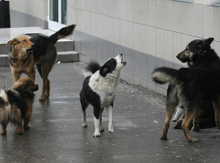 В Тамбове на улице Мичуринской бродит агрессивная стая бродячих собак