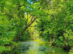 Тамбовчан ожидают дождливые и ветреные выходные