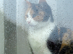 Пора утепляться: Тамбов ожидает похолодание до нуля градусов