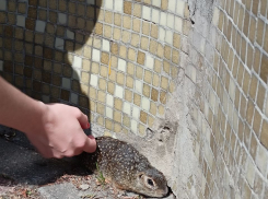 На Набережной Тамбова заметили краснокнижных сусликов 