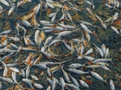 «Токарёвская птицефабрика» заплатила почти 2 миллиона за погубленную рыбу