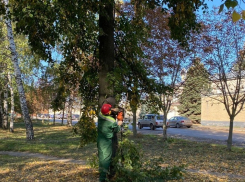 За 10 месяцев улицы Тамбова лишились почти 3000 деревьев