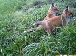В фотоловушку Воронинского заповедника попали игривые лисята 