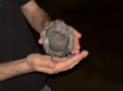 Дело жестоко растоптавшей голубя тамбовчанки ушло в суд