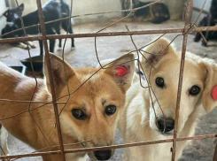 В Тамбове начали отлов бродячих собак