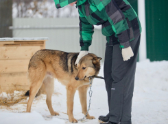 Власти Тамбовской области вновь задумались о строительстве приютов для животных