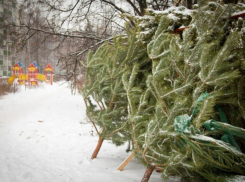 Ёлочные базары в Тамбове откроются в середине декабря