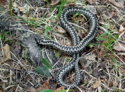 Отправившуюся по грибы пенсионерку покусала ядовитая змея