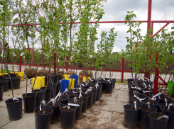 При покупке саженцев и семян требуйте сертификат соответствия