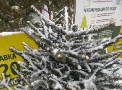Хвоя или пластик? Тамбовчане расставили приоритеты в выборе новогодних деревьев 