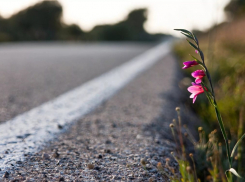 Обошлось! На дорогах области за прошедшие сутки никто не пострадал в ДТП 