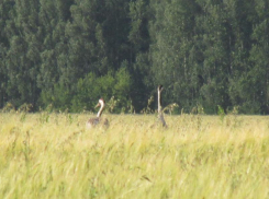За 10 лет численность журавлей в Тамбовской области увеличилась в 3 раза