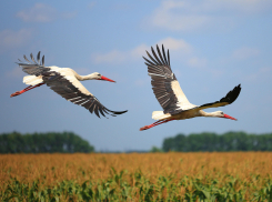 Под Тамбовом остановился косяк аистов