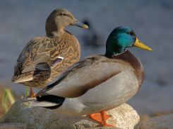 Федеральные СМИ обсуждают тамбовских уток