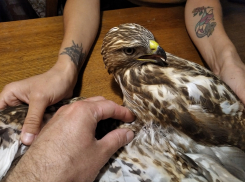 В Мичуринске прооперировали двух пернатых хищников