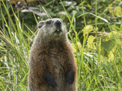 В заказнике “Моршанский” увеличилась популяция сурков
