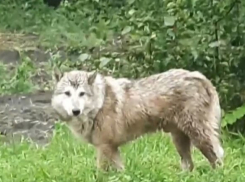 В региональном минэкологии полагают, что тамбовские волки в Ржаксинском округе — это собаки