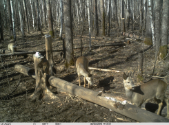 В Тамбовской области решили собрать Охотсовет