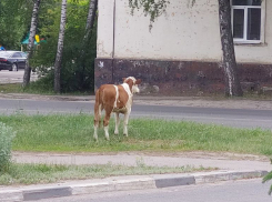 На Ржавской бродит бычок: неожиданный гость на городском перекрестке
