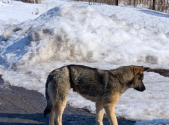 В Тамбовской области обнаружена ещё одна собака, перетянутая проволокой