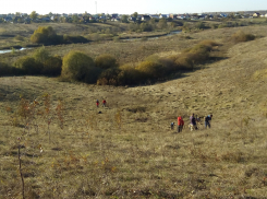 Тамбовские волонтёры возродили «Липовский лес»