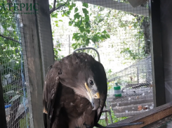 В Тамбове травмированному степному орлу установили протез клюва